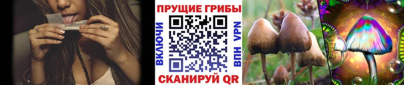 Купить где  Красноуральск  Псилоцибиновые грибы MAGIC MUSHROOMS 